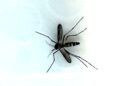 DOH reports another travel-related dengue virus case : Maui Now