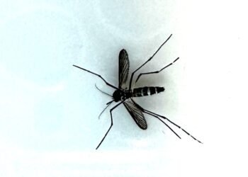 DOH reports another travel-related dengue virus case : Maui Now