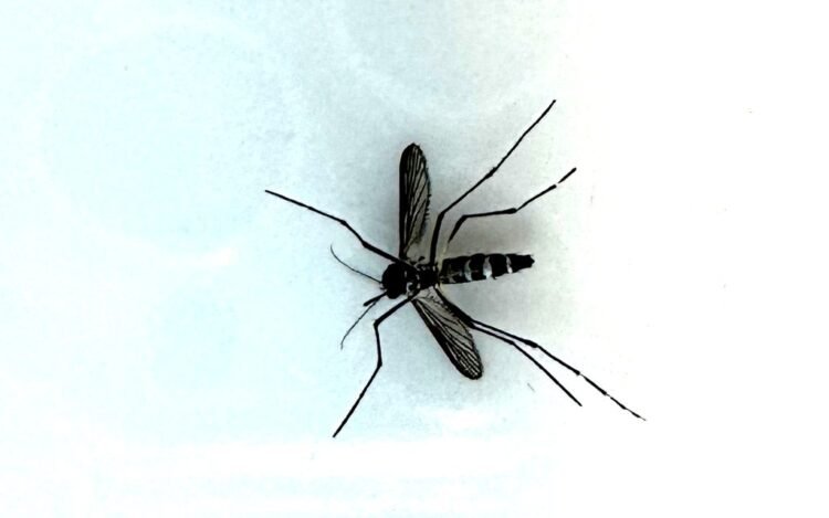 DOH reports another travel-related dengue virus case : Maui Now