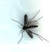 DOH reports another travel-related dengue virus case : Maui Now