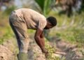 FAO to host regional dialogue on innovative financing for agrifood systems