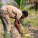 FAO to host regional dialogue on innovative financing for agrifood systems