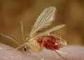What is the Chandipura virus? | Explained