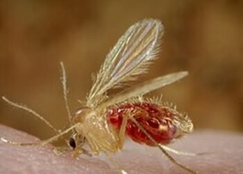 What is the Chandipura virus? | Explained
