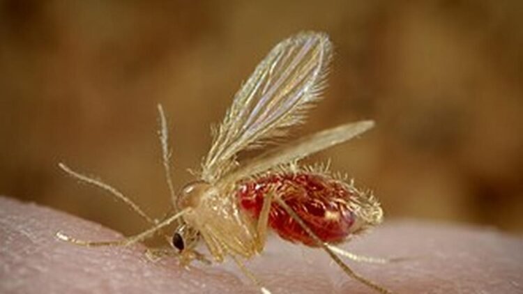 What is the Chandipura virus? | Explained