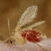 What is the Chandipura virus? | Explained