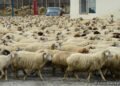 Kyrgyzstan’s sheep and goat population continues to grow