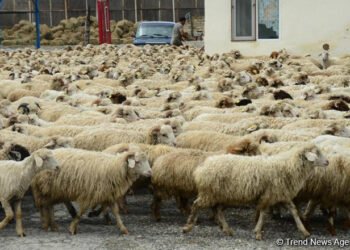 Kyrgyzstan’s sheep and goat population continues to grow