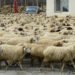 Kyrgyzstan’s sheep and goat population continues to grow