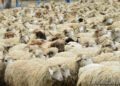 Tajikistan sees strong growth in sheep and goat population