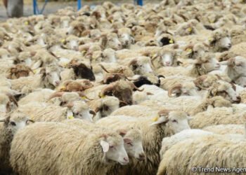Tajikistan sees strong growth in sheep and goat population
