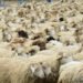 Tajikistan sees strong growth in sheep and goat population