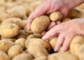 Switzerland has worst summer potato harvest on record