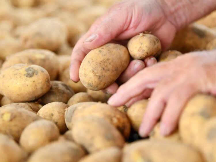 Switzerland has worst summer potato harvest on record