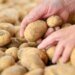 Switzerland has worst summer potato harvest on record
