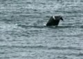 ‘Unlike anything we’d ever seen’: Couple spots North Atlantic right whale off Blackhead Cove, N.L.