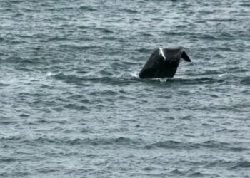 ‘Unlike anything we’d ever seen’: Couple spots North Atlantic right whale off Blackhead Cove, N.L.
