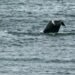 ‘Unlike anything we’d ever seen’: Couple spots North Atlantic right whale off Blackhead Cove, N.L.