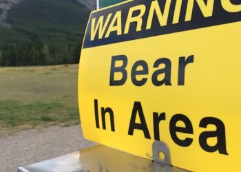 Woman injured in bear attack in Whistler backcountry