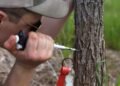 Dutch elm disease ravaged Canadian cities. Can we help trees protect themselves?