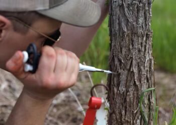 Dutch elm disease ravaged Canadian cities. Can we help trees protect themselves?