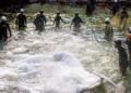 Belugas transferred from Niagara Falls are under round-the-clock monitoring after deaths: Chicago aquarium