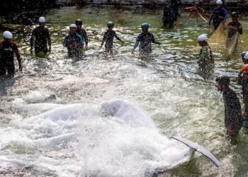 Belugas transferred from Niagara Falls are under round-the-clock monitoring after deaths: Chicago aquarium