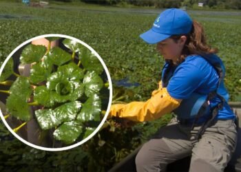 Biologists are fighting this invasive plant – by hand – to protect some Quebec waters