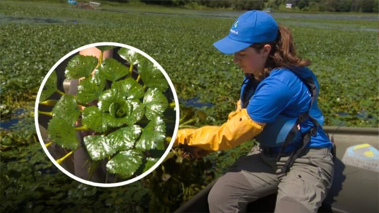 Biologists are fighting this invasive plant – by hand – to protect some Quebec waters