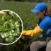 Biologists are fighting this invasive plant – by hand – to protect some Quebec waters
