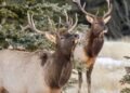 Elk involved in nearly two-thirds of aggressive encounters in national parks, study finds