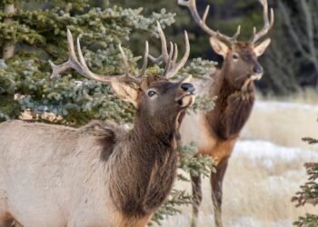 Elk involved in nearly two-thirds of aggressive encounters in national parks, study finds