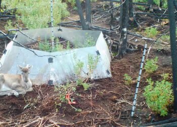Bears, caribou and other animals are messing with this researcher’s equipment, and he’s got photos to prove it