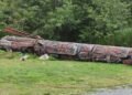 World’s tallest totem pole comes down in Alert Bay, B.C., after more than 50 years