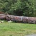 World’s tallest totem pole comes down in Alert Bay, B.C., after more than 50 years