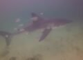 Diver injured in great white shark attack off Quebec’s Gaspé coast