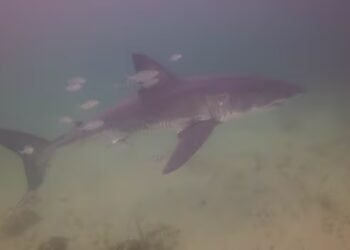 Diver injured in great white shark attack off Quebec’s Gaspé coast