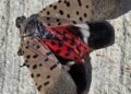 The invasive spotted lanternfly has been detected in Canada for the first time – in Windsor