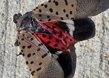The invasive spotted lanternfly has been detected in Canada for the first time – in Windsor