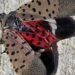 The invasive spotted lanternfly has been detected in Canada for the first time – in Windsor
