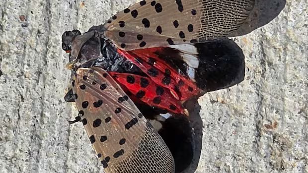 The invasive spotted lanternfly has been detected in Canada for the first time – in Windsor