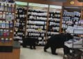Bear killed by authorities after wandering through pharmacy with cub in Hope