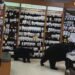 Bear killed by authorities after wandering through pharmacy with cub in Hope