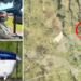 Videos revealed of how the plane was left after crashing on the Condoto-Guaymaral route: Air Force recovered the bodies of the five dead passengers
