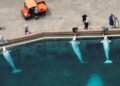 Marineland belugas that died in Chicago had chronic inflammatory disease, preliminary necropsy findings show