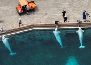 Marineland belugas that died in Chicago had chronic inflammatory disease, preliminary necropsy findings show