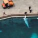 Marineland belugas that died in Chicago had chronic inflammatory disease, preliminary necropsy findings show