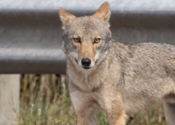 Coyote bite causes temporary closures in Cape Breton Highlands National Park