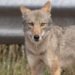 Coyote bite causes temporary closures in Cape Breton Highlands National Park