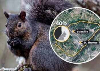 Montreal squirrels change their coat colour depending on neighbourhood they live in, new study finds